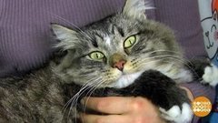 Человек и кошка: кто главный? Доброе утро. Фрагмент выпуска от 24.09.2020