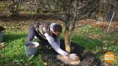 Готовим сад к зимовке. Доброе утро. Суббота. Фрагмент выпуска от 26.09.2020