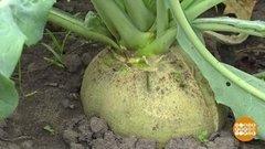 Проще пареной репы! Доброе утро. Фрагмент выпуска от 28.09.2020