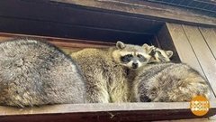 Где еноты зимуют? Доброе утро. Фрагмент выпуска от 05.10.2020