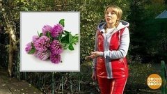 Сидераты — это кто такие? Доброе утро. Фрагмент выпуска от 06.10.2020