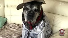 Модные советы: носики и хвостики. Модный приговор. Фрагмент