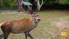 Нарзанные источники и многодетный олень Оскар. Доброе утро. Фрагмент выпуска от 09.10.2020