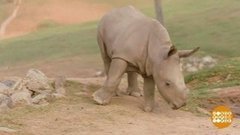 В мире. Белые носороги. Доброе утро. Фрагмент выпуска от 16.10.2020