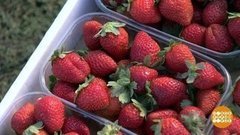 Последний урожай клубники. Доброе утро. Суббота. Фрагмент
