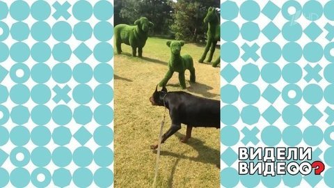 Пугливый и любознательный доберман. Видели видео? Фрагмент