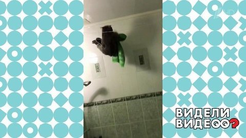 Кот исследует ванную комнату. Видели видео? Фрагмент