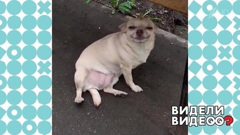 Улыбчивая чихуахуа. Видели видео? Фрагмент