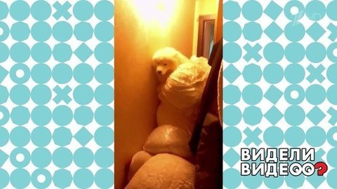 Самоед и огромный медведь. Видели видео? Фрагмент