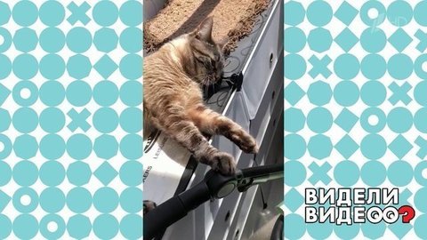 Усатый нянь. Видели видео? Фрагмент