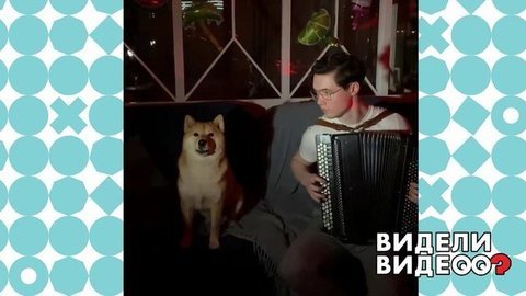 Сиба-ину — любитель душевных песен. Видели видео? Фрагмент