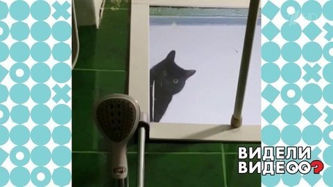 Хозяин под кошачьим контролем. Видели видео? Фрагмент