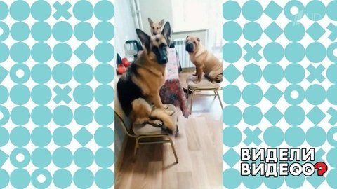 Терпеливые собаки во главе с овчаркой. Видели видео? Фрагмент