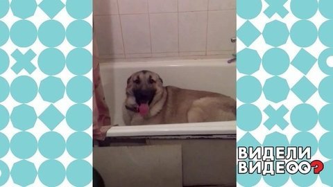 Пес провинился. И знает об этом! Видели видео? Фрагмент