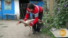 Как спасали аиста Васю. Доброе утро. Фрагмент