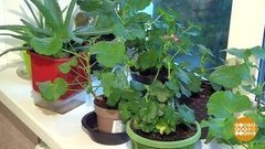 Великая квартирная сушь… Что делать? Доброе утро. Фрагмент