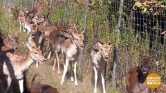 Выпускной у ланей. Доброе утро. Фрагмент
