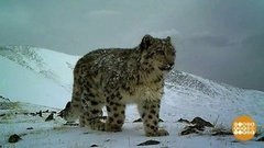 Не барсики, а барсы! Доброе утро. Фрагмент