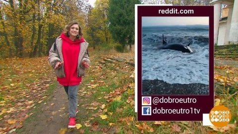 Плыви, косатка! Доброе утро. Суббота. Фрагмент