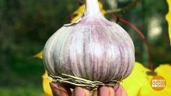 Клубника и чеснок: по-соседски! Доброе утро. Фрагмент