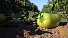 Бизнес из урожая. Доброе утро. Фрагмент