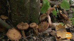 Грибы по осени считают. Доброе утро. Фрагмент