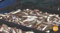 Барабулька — косяком! Доброе утро. Фрагмент