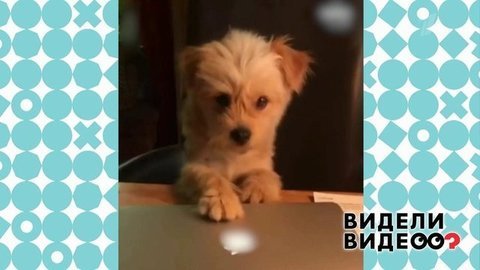 Видели видео?