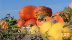 Какая тыква слаще? Доброе утро. Суббота. Фрагмент