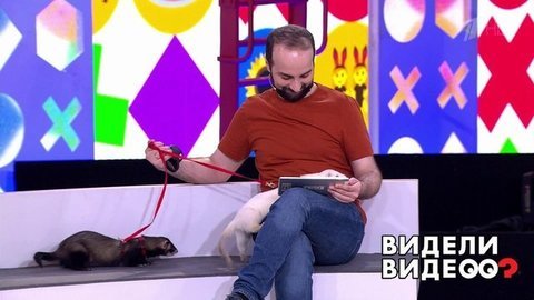 Хорьки-суперагенты, собачка-помощница, какаду с нежной душой. Видели видео? Часть 1