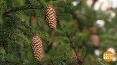 Чьи в лесу шишки? Доброе утро. Фрагмент