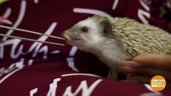 Тихий час до весны. Доброе утро. Суббота. Фрагмент