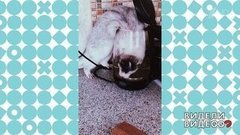 Норка пьет чай за компанию с хозяйкой. Видели видео? Фрагмент