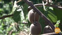 Экзотика поспела! Доброе утро. Фрагмент