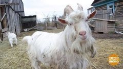 Козел по имени Заяц и другие. Доброе утро. Фрагмент