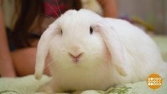 Домик для кролика. Доброе утро. Фрагмент