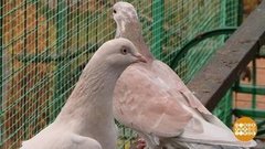 Летите, голуби… Доброе утро. Фрагмент