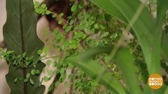 Опасные цветочки. Доброе утро. Фрагмент