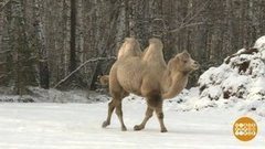 Верблюд мороза не боится! Доброе утро. Фрагмент