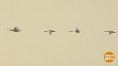 Край непуганых пеликанов. Доброе утро. Фрагмент