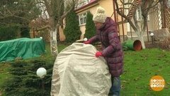 Укрываем сад. Доброе утро. Суббота. Фрагмент