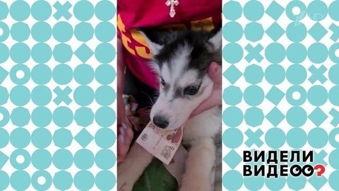 Денежная хаски. Видели видео? Фрагмент