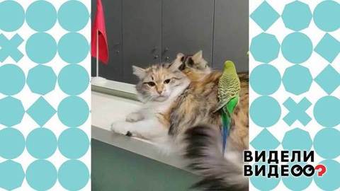 Попугай добивается внимания кошки. Видели видео? Фрагмент
