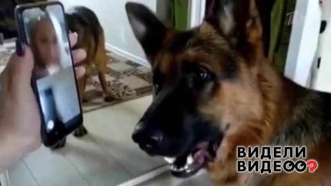 Овчарка очень соскучилась по хозяйке! Видели видео? Фрагмент