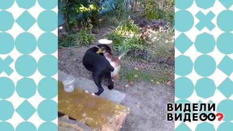 Утенок подружился с кане-корсо. Видели видео? Фрагмент