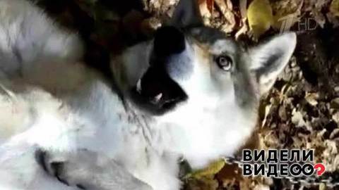 Дружба с волчицей. Видели видео? Фрагмент