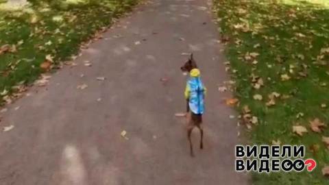 Той-терьер ходит на задних лапках. Видели видео? Фрагмент