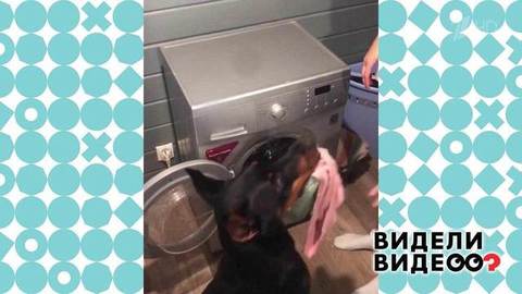Собаки-помощницы. Видели видео? Фрагмент