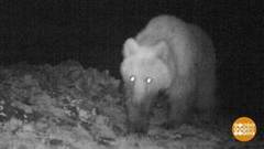 Мишки, отбой! Доброе утро. Фрагмент