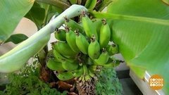 Эти удивительные бананы. Доброе утро. Суббота. Фрагмент